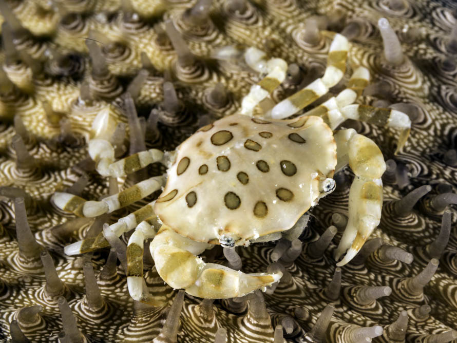 Lissocarcinus orbicularis 